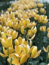 A close-up of yellow tulip fade and blooming in flowerbed