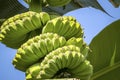 Close-up of bunches of banana fruits on the tree against blue sky, Manizales, Colombia