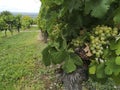 Close-up of bunches of grapes from the famous vineyard of Monbazillac, France