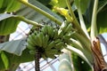 Close up of bunches of green bananas ripening on a Banana tree Royalty Free Stock Photo