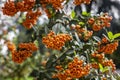 Close up of bunches of orange fruits in Pyracantha coccinea