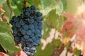 Close up of bunches of ripe blue wine grapes on blurred background Royalty Free Stock Photo