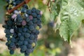 Close up of bunches of ripe blue wine grapes with green leaves Royalty Free Stock Photo