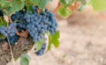Close up of bunches of ripe blue wine grapes on old vine trunk Royalty Free Stock Photo