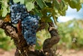 Close up of bunches of ripe blue wine grapes Royalty Free Stock Photo