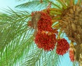 Close-up Bunches of ripe fruits of a date palm tree hanging high on branches. Exotic summer vibrant background Royalty Free Stock Photo