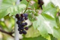 Bunches of ripe red and white wine grapes on vine Royalty Free Stock Photo