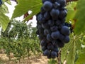 Close-up of bunches of ripe red wine grapes on v