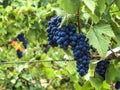 Close-up of bunches of ripe red wine grapes on v