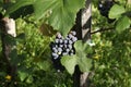 Close-up of bunches of ripe red wine grapes on vine Royalty Free Stock Photo