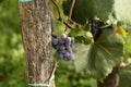 Close-up of bunches of ripe red wine grapes on vine Royalty Free Stock Photo