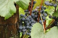 Close-up of bunches of ripe red wine grapes on vine