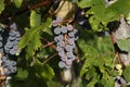 Close-up of bunches of ripe red wine grapes on vine Royalty Free Stock Photo