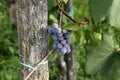 Close-up of bunches of ripe red wine grapes on vine Royalty Free Stock Photo