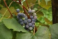 Close-up of bunches of ripe red wine grapes on vine Royalty Free Stock Photo