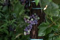 Close-up of bunches of ripe red wine grapes on vine Royalty Free Stock Photo