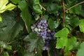 Close-up of bunches of ripe red wine grapes on vine Royalty Free Stock Photo