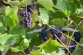 Bunches of ripe red wine grapes on vine Royalty Free Stock Photo