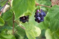 Bunches of ripe red wine grapes on vine