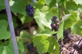 Bunches of ripe red wine grapes on vine Royalty Free Stock Photo