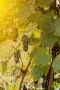 Close-up of bunches of ripe red wine grapes on vine, selective focus Royalty Free Stock Photo