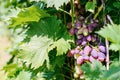 Close-up of bunches of ripe red wine grapes on vine Royalty Free Stock Photo