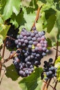 Close-up of bunches of ripe red wine grapes on vine, selective focus Royalty Free Stock Photo