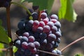 Close-up of bunches of ripe red wine grapes on vine, selective focus Royalty Free Stock Photo