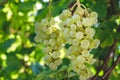 Close-up of bunches of ripe white wine grapes on vine. Green grape on the vine in garden. Bunch of grapes on vine Royalty Free Stock Photo