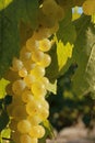 Close-up of bunches of white grapes in a charentais vineyard Royalty Free Stock Photo