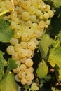 Close-up of bunches of white grapes in a charentais vineyard Royalty Free Stock Photo