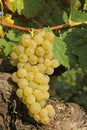 Close-up of bunches of white grapes in a charentais vineyard Royalty Free Stock Photo