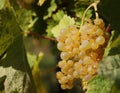 Close-up of bunches of white grapes in a charentais vineyard