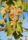 Close-up of bunches of white grapes in a charentais vineyard Royalty Free Stock Photo