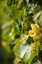 Close-up of bunches of white grapes in a charentais vineyard