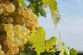 Close-up of bunches of white grapes in a charentais vineyard Royalty Free Stock Photo