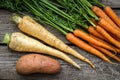 Close up of a bundle of carrots, parsnip and sweet potato Royalty Free Stock Photo