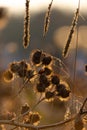 Close-up of burdock spines lit by the evening sun on which a snail crawls Royalty Free Stock Photo