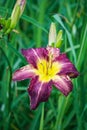 Closeup of a Burgundy Red Yellow Daylily Flower Royalty Free Stock Photo