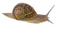 Burgundy Roman snail isolated on white background Royalty Free Stock Photo