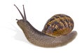 Burgundy Roman snail isolated on white background Royalty Free Stock Photo