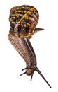 Close up of Burgundy snail isolated on white background Royalty Free Stock Photo