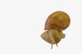 Close up of Burgundy, Roman snail isolated on white background. Snail crawling isolated on white background Royalty Free Stock Photo