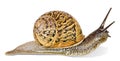 Close up of Burgundy Roman snail isolated on white Royalty Free Stock Photo