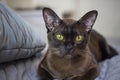 Close-up of a Burmese cat at home. Portrait of a young beautiful brown cat