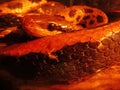 Close up of burmese python molurus bivittatus Royalty Free Stock Photo