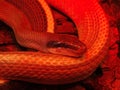 Close up of burmese python molurus bivittatus Royalty Free Stock Photo