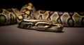 Close-up of a Burmese Python Snake on a Dark Surface Royalty Free Stock Photo