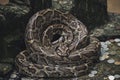 Close up of burmese python snake is very large and curl up on stone