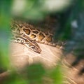 Close up of burmese python & x28;python molurus bivittatus& x29;